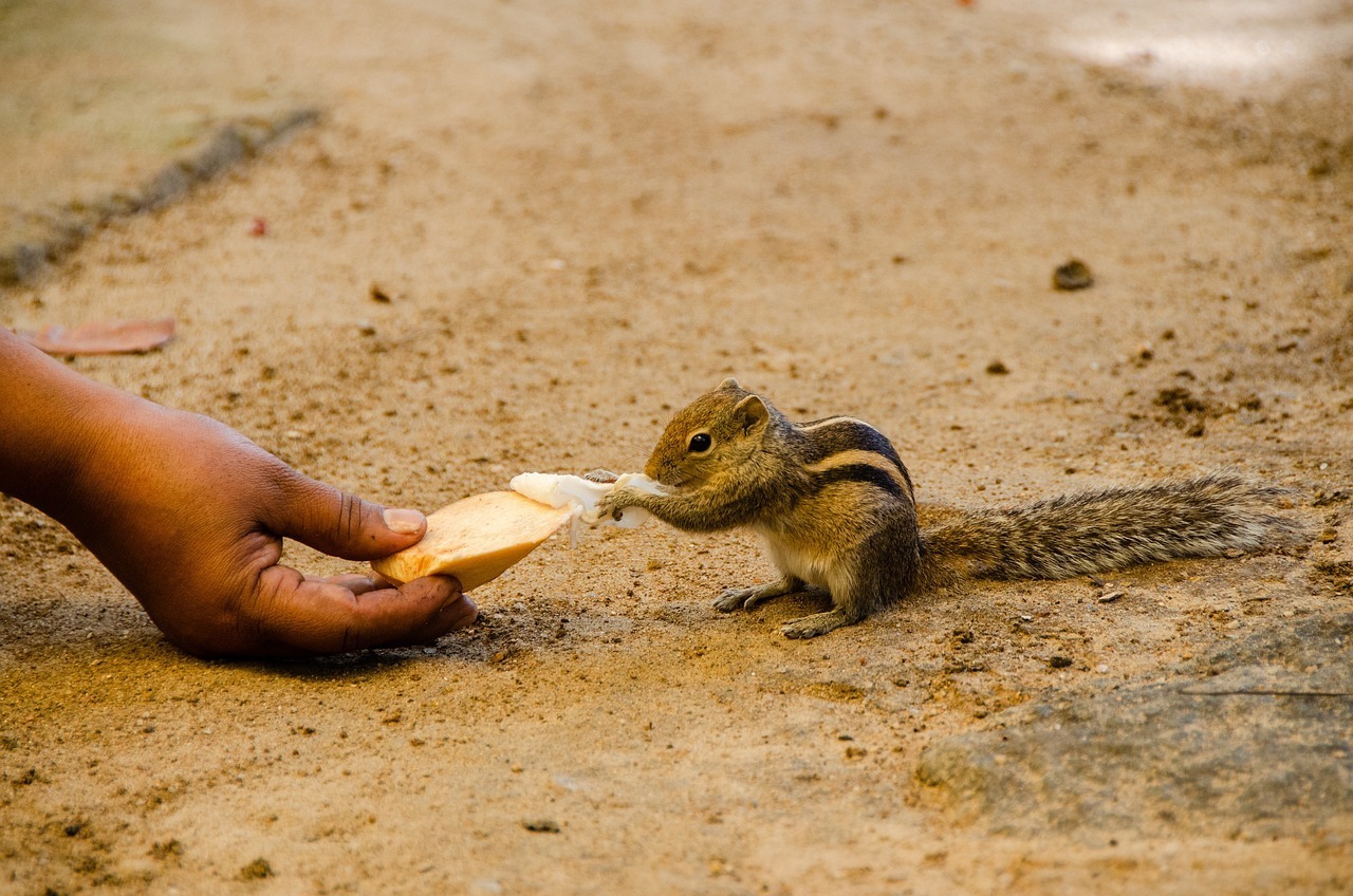 squirrel-4037430_1280